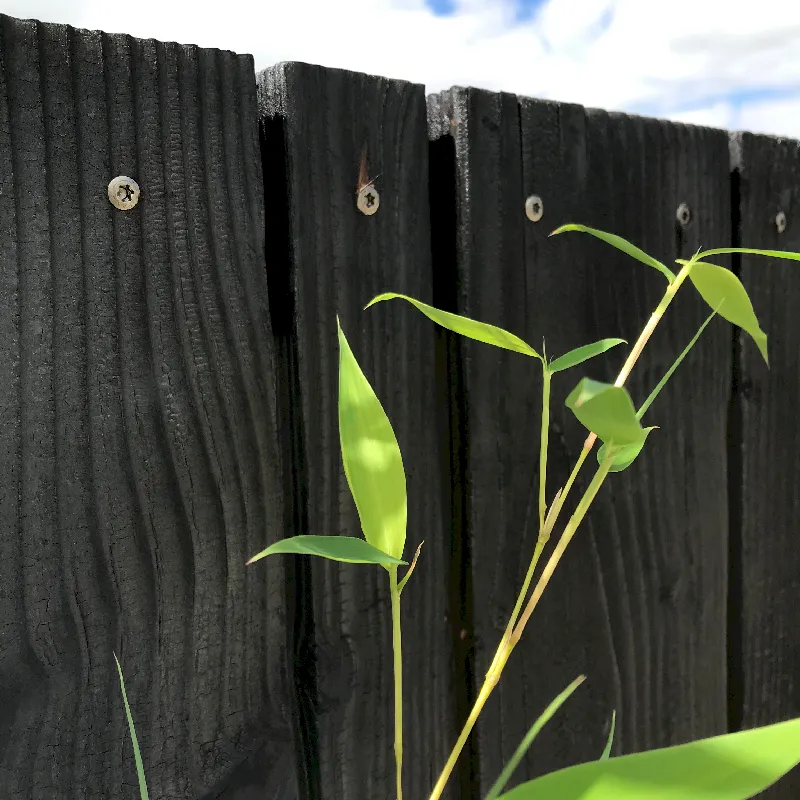 Clôture Bois Brûlé Brossé noir multi-largeur huilé